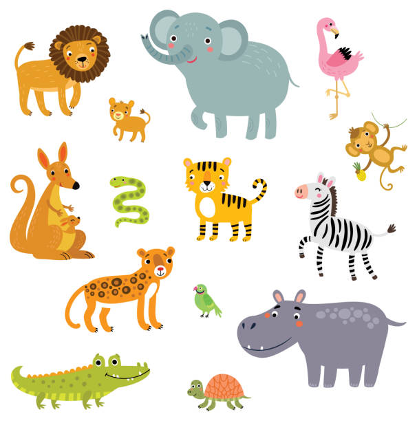 ilustraciones, imágenes clip art, dibujos animados e iconos de stock de conjunto de ilustraciones vectoriales de animales exóticos. - kangaroo animal humor fun