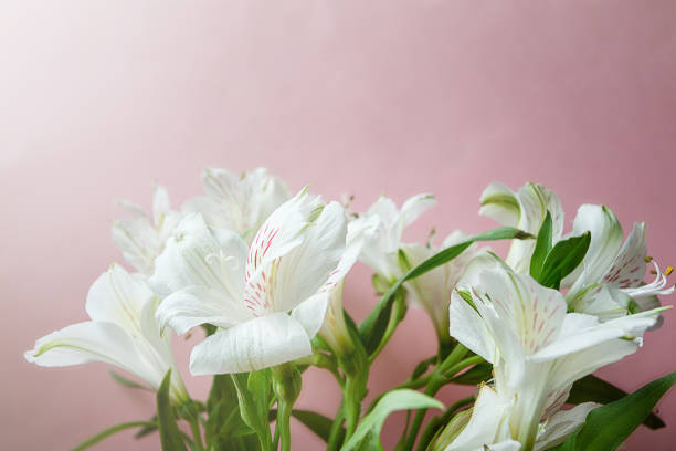 istock Flowers against pink background 1222755630