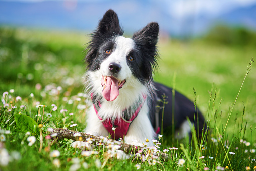 Beautiful Border Collie puppy during obedience training outdoors