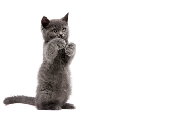Little grey cat is standing Little grey cat is standing paw licking domestic animals stock pictures, royalty-free photos & images