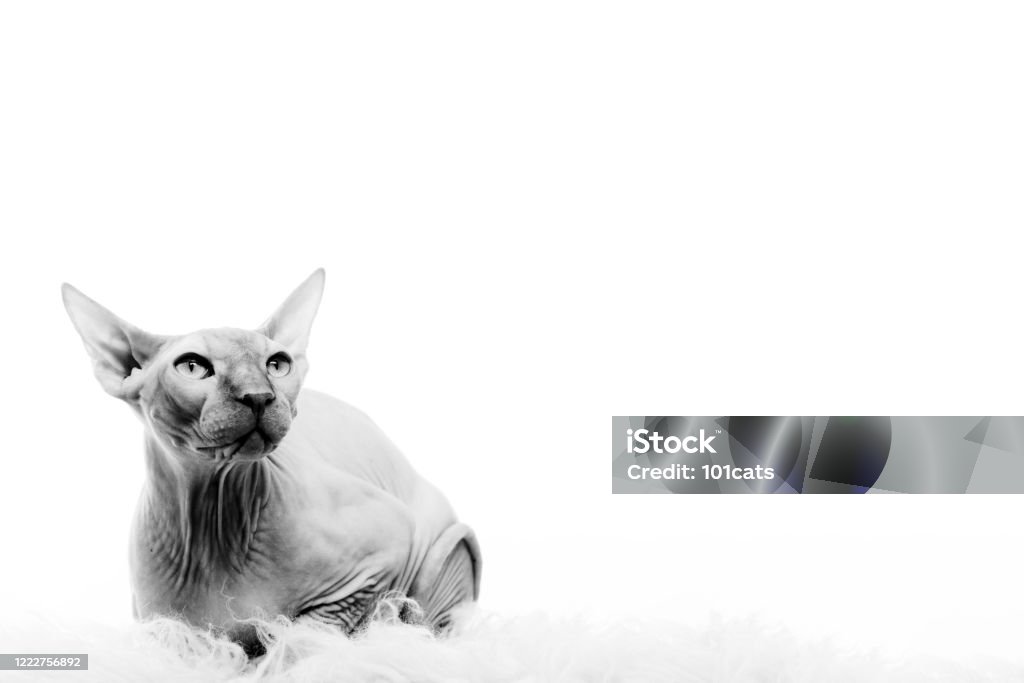 Sphinx cat sitting Domestic Cat Stock Photo
