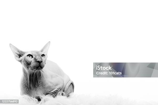 Sphinx Cat Sitting Stock Photo - Download Image Now - Domestic Cat, Sphynx Hairless Cat, Claw