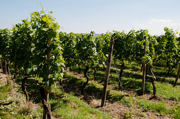 istock Wineyards In Early Summer 122275728