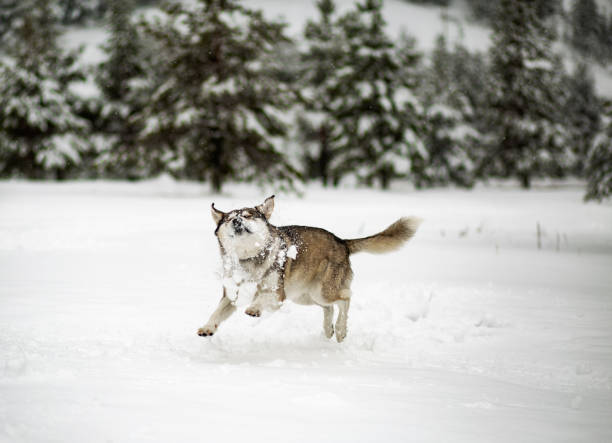 istock Winter time. Dog in a forest. 1222758533