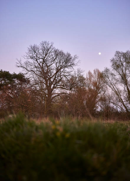 istock Evening sky over a meadow with trees and moon 1222759190