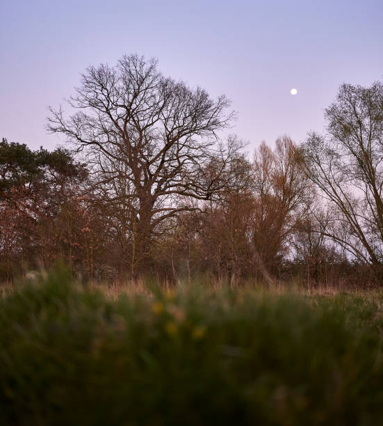 istock Evening sky over a meadow with trees and moon 1222759245