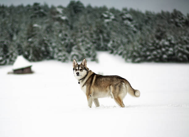 istock Winter time. Dog in a forest. 1222759254