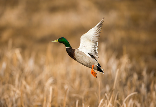 Flying Mallard Drake (Anas platyrhynchos) XXXL