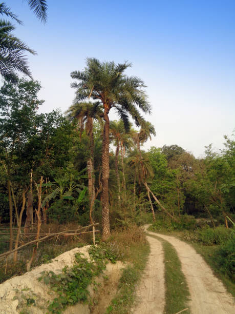 istock Palm trees in the forest, Way to the forest jungle 1222760987