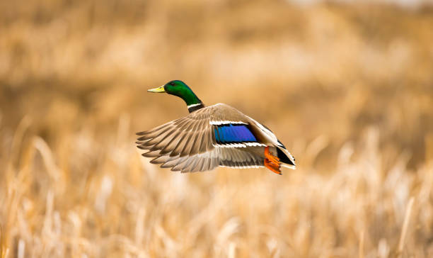 Beautiful duck drake diving under water on pond to catch fish.