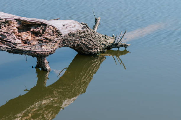 istock Gray tree branches lying above the water, without leaves, like floating dry dead wood 1222761320