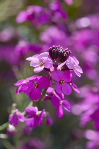 Erysimum Bowles's Mauve plants in flower in early May. A type of wallflower, North Yorkshire, England, United Kingdom