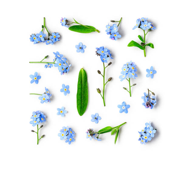 Forget me not flowers pattern Blue forget me not flowers creative collection and pattern isolated on white background. Springtime and mothers day concept. Design elements, flat lay, top view forget me not stock pictures, royalty-free photos & images