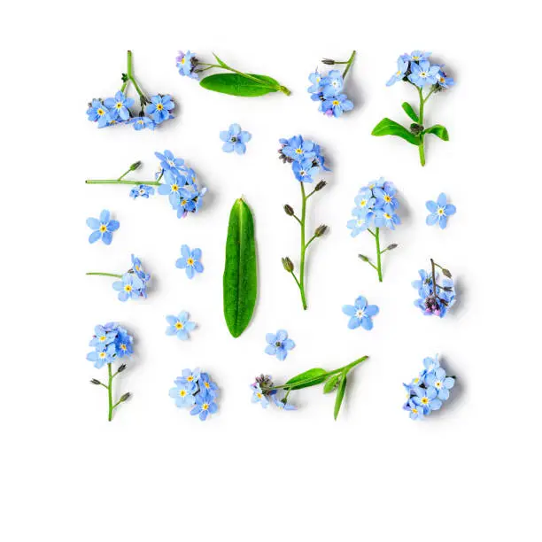 Blue forget me not flowers creative collection and pattern isolated on white background. Springtime and mothers day concept. Design elements, flat lay, top view