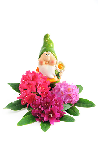 Purple red rhododendron flower heads with garden gnome. Isolated white background.