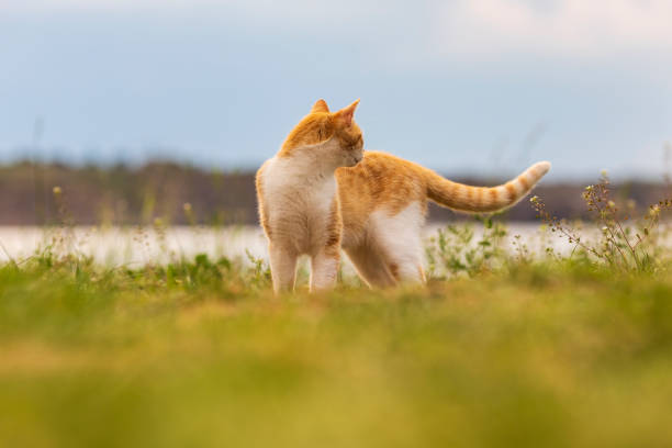 istock redhead kitten playing on the grass in the yard. cat catches mouse. 1222761881