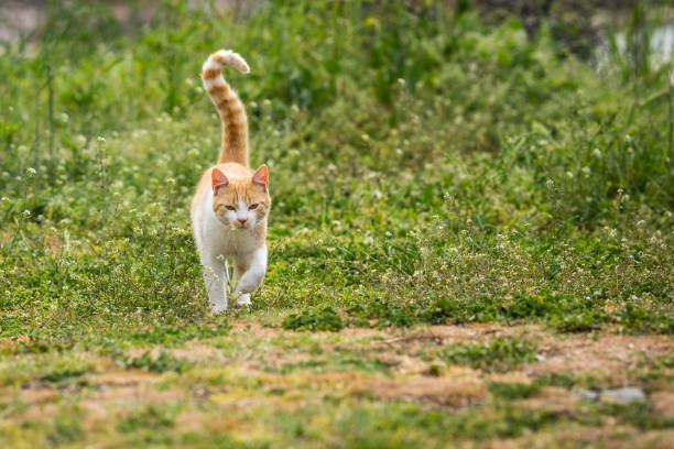 istock redhead kitten playing on the grass in the yard. cat catches mouse. 1222761885