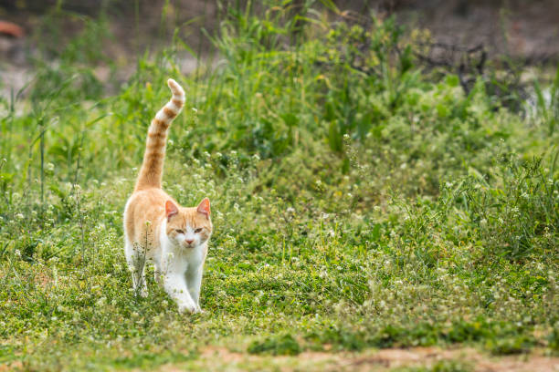istock redhead kitten playing on the grass in the yard. cat catches mouse. 1222762426
