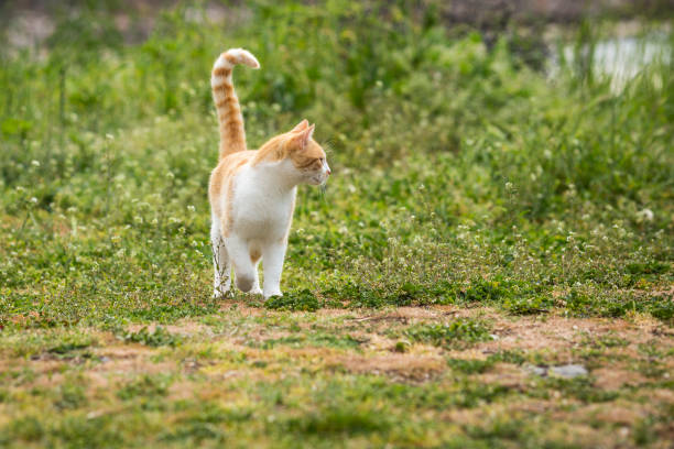 istock redhead kitten playing on the grass in the yard. cat catches mouse. 1222762585