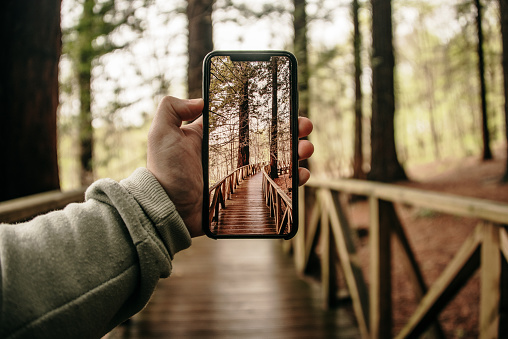 A hand holding a smartphone in a forest, in order to take a picture
