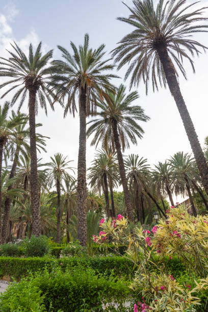 istock Coconut Palms in a Tropical Park in Palermo, Sicily - Italy. 1222762680