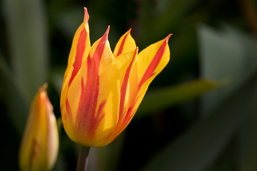 Tulip variety fireworks in flower with yellow and orange petals, North Yorkshire, England, United Kingdom