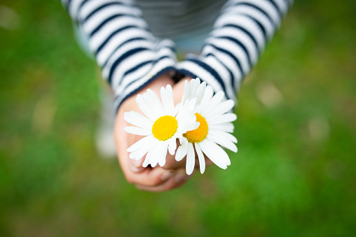 Flower Bellis perennis Pompon white and human hand.