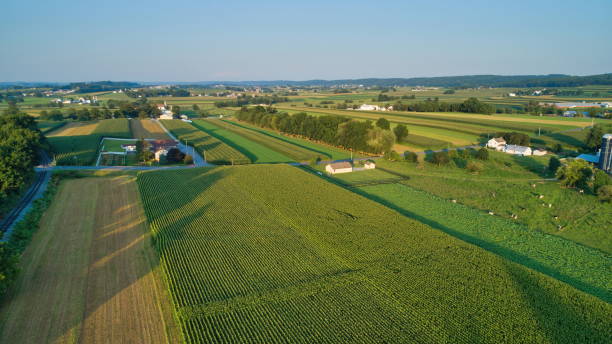 istock Aerial view of farm lands and corn crop 1222765193
