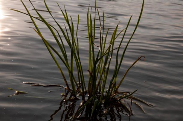 istock Long green grass on the background with dark water 1222767946