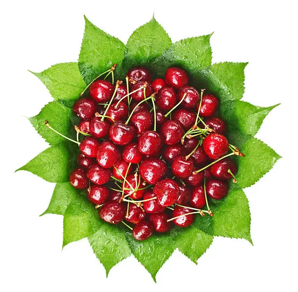 Many red wet cherry fruits (berries) on green leaves in round plate, isolated on white