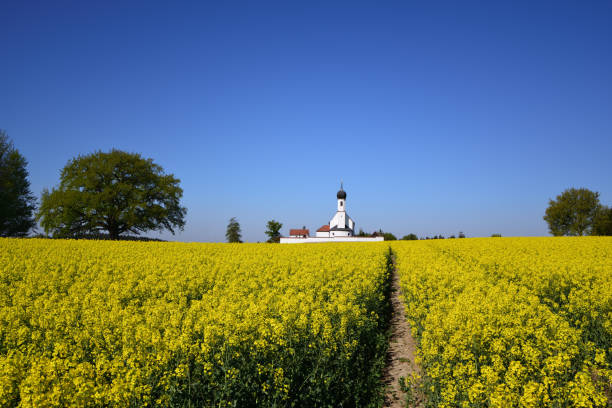 istock In Bavaria in spring there is a small white chapel behind a large rapeseed field that glows yellow against a blue sky 1222768569