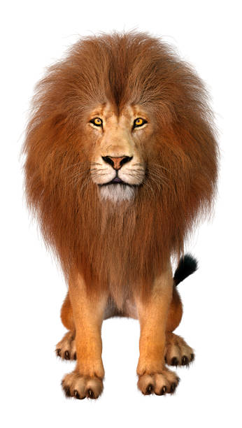 istock 3D illustration male lion on white 1222769540