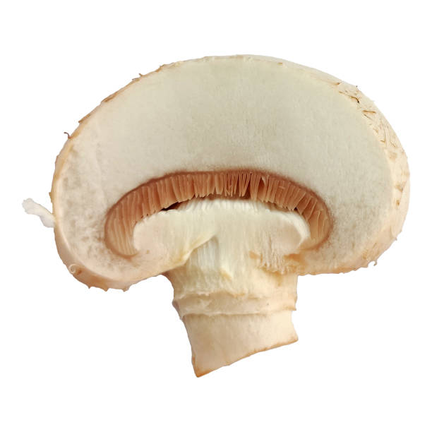 istock One single champignon mushroom slice isolated on white background macro photo 1222769603