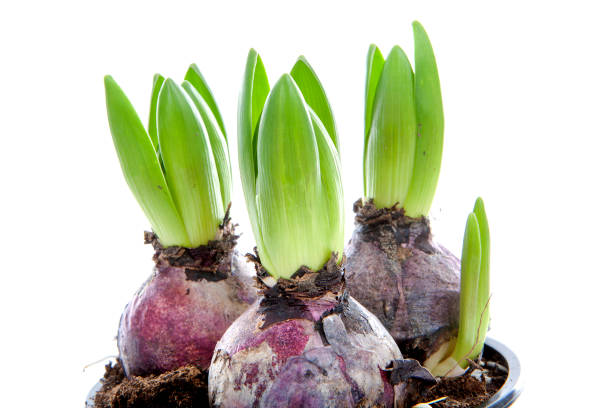 istock Hyacinth flower bulbs over white background 1222769945