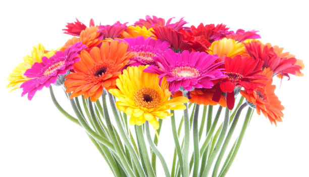 bouquet von colroful gerbera blumen überweißen hintergrund - overwhite stock-fotos und bilder