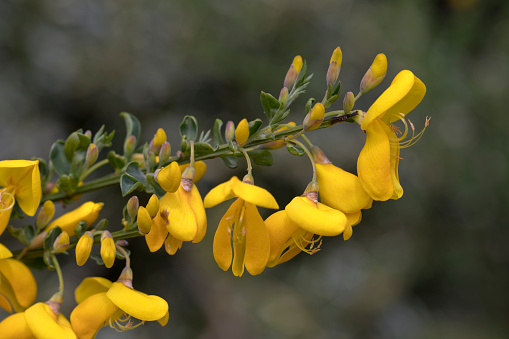 Yellow flowers of the Common Broom Cytisus scoparius, also known as Scotch Broom. Flowering in late spring, England, United Kingdom
