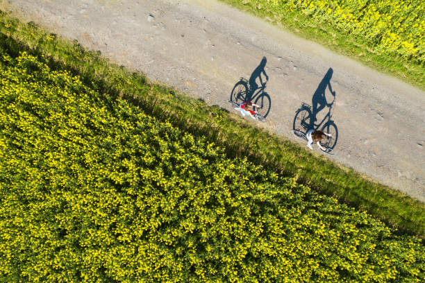 luftaufnahme von fahrradschatten auf der leeren asphaltstraße zwischen rapsfeld - friendship park flower outdoors stock-fotos und bilder