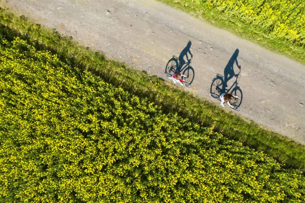 Aerial view of bicycle shadows on the empty asphalt road between rapeseed field