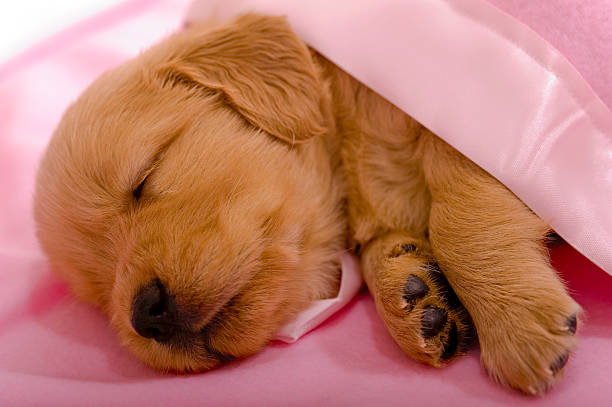 istock Puppy sleeping under a pink baby blanket 122277040