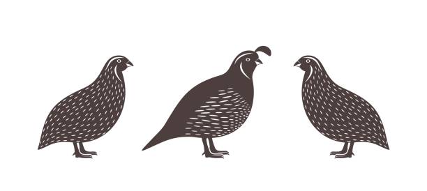 California Quail. Isolated quail on white background EPS 10. Vector illustration crazy chicken stock illustrations