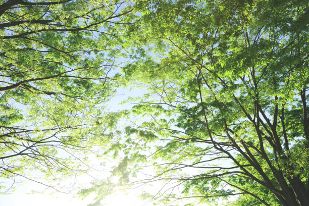 istock Green leaves and sun 1222771661