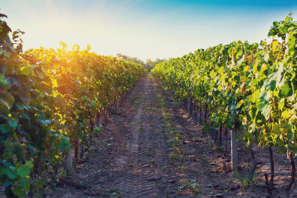 istock Summer vineyard at sunset. Nature background 1222771715