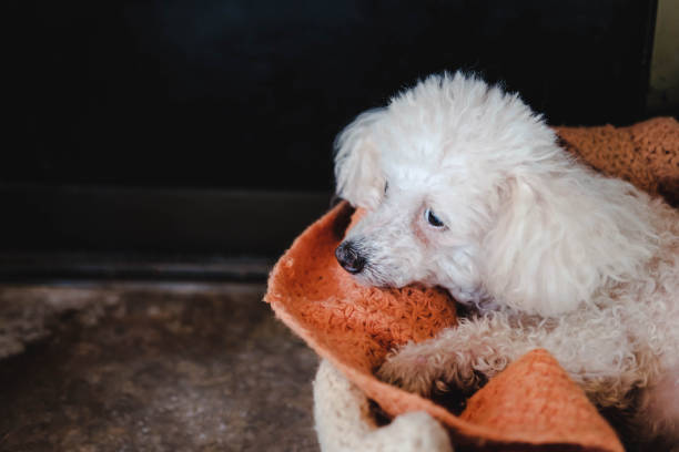 The white poodle dog is waiting for the owner with sadness.
