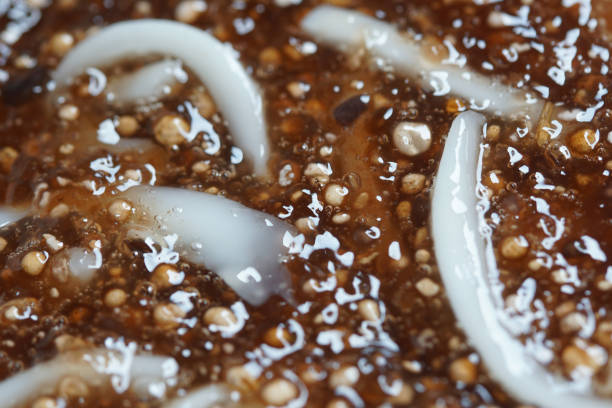 istock Tapioca pearls form sago tree. Still life photography of Thai dessert Sago palms with coconuts or sago pearls in coconut milk on the table. Popular dessert in Thailand served with fresh coconut milk. 1222773097