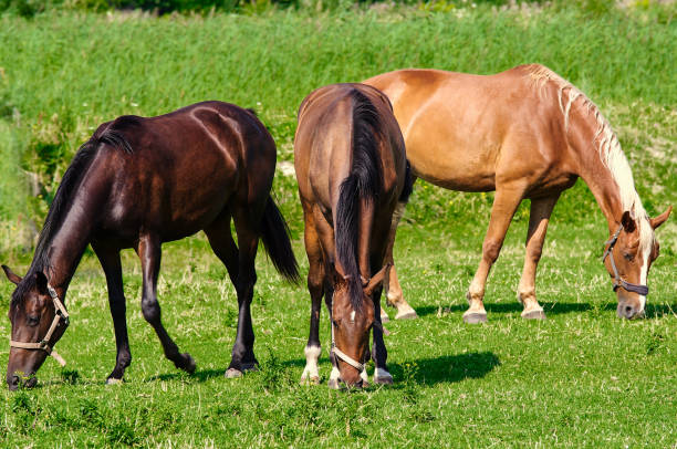 istock Three horses of different colors graze on the green field. 1222773385