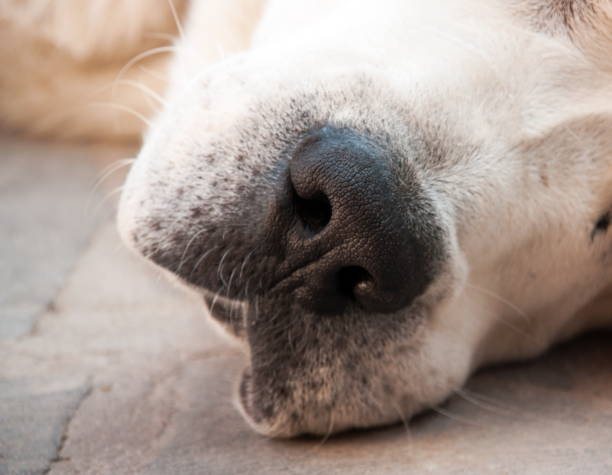 istock Central Asian Shepherd Dog. Alabai nose 1222773717