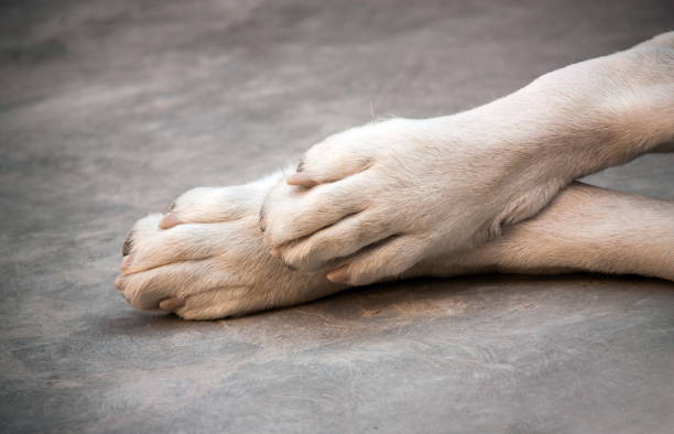 istock Central Asian Shepherd Dog. Alabai paws 1222773752