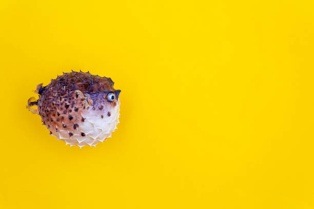 istock Hedgehog fish. Lose weight for summer concept. 1222773785