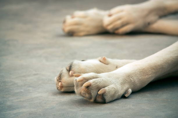 istock Central Asian Shepherd Dog. Alabai paws 1222773793