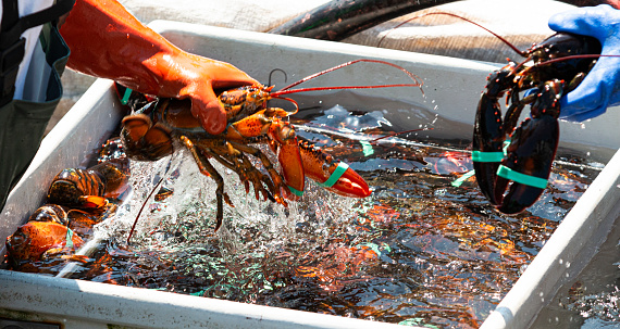 One black and one orange lobster are being held and sorted by fishermen in to seperate bins of live lobsters to be sold at market.